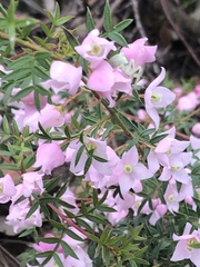 Boronia floribunda