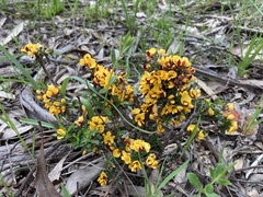 Pultenaea largiflorens