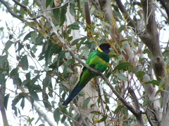 Barnardius zonarius semitorquatus