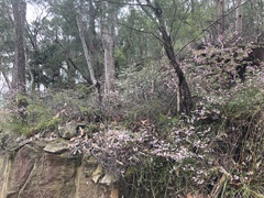 Boronia floribunda