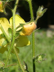 Verbascum blattaria