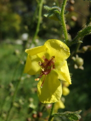 Verbascum blattaria