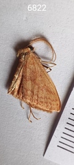 Scopula irrorata