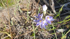 Thelymitra alcockiae