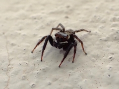 Hasarius adansoni