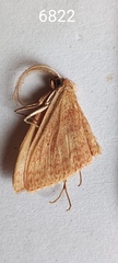 Scopula irrorata