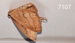Scopula irrorata