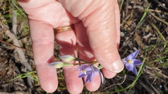 Thelymitra alcockiae