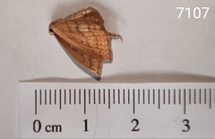 Scopula irrorata