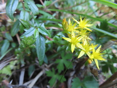 Sedum actinocarpum