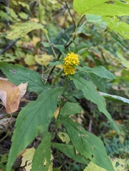 Solidago curtisii