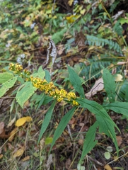 Solidago curtisii