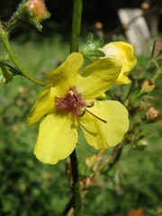 Verbascum blattaria