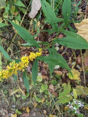 Solidago curtisii