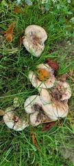 Russula amoenolens