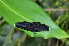 Melanis acroleuca huasteca