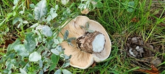 Russula amoenolens
