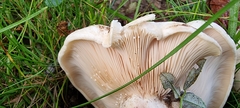 Russula amoenolens