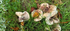 Russula amoenolens