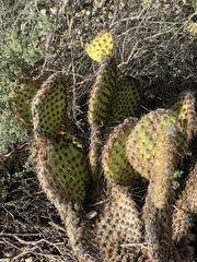 Opuntia strigil