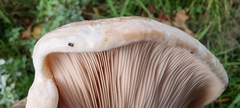 Russula amoenolens