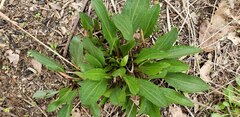 Rudbeckia texana