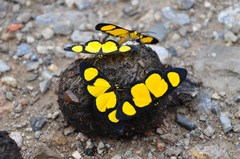 Cyllopoda jatropharia
