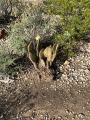 Opuntia strigil