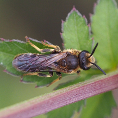 Halictidae