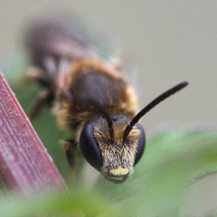 Halictidae