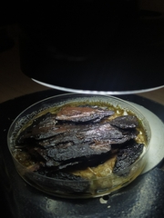 Physarum leucophaeum