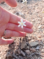 Ornithogalum hispidum