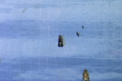 Dichomeris ochripalpella