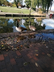 Branta canadensis