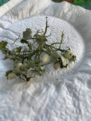 Parmotrema perforatum