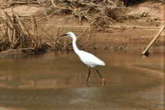 Egretta garzetta garzetta