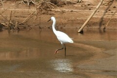 Egretta garzetta garzetta