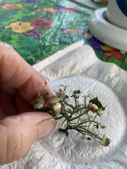 Parmotrema perforatum