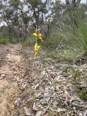Diuris aurea