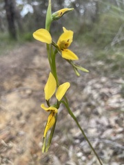 Diuris aurea