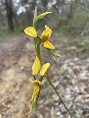 Diuris aurea