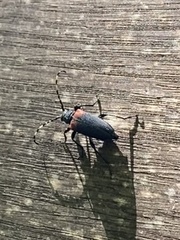 Stictoleptura canadensis