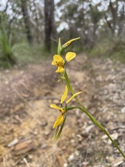 Diuris aurea