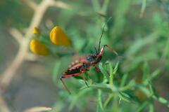 Rhynocoris rubricus