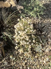 Zinnia acerosa