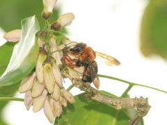 Xylocopa ruficeps