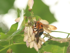 Xylocopa ruficeps