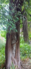 Ficus