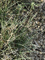 Ephedra antisyphilitica
