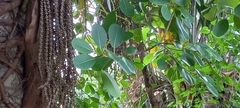 Ficus